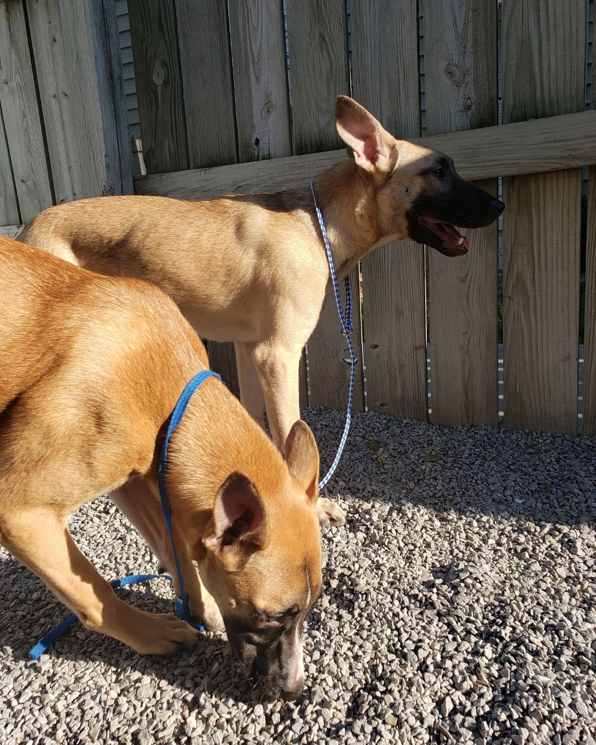 Animal Rescue Cincinnati, OH Animal House
