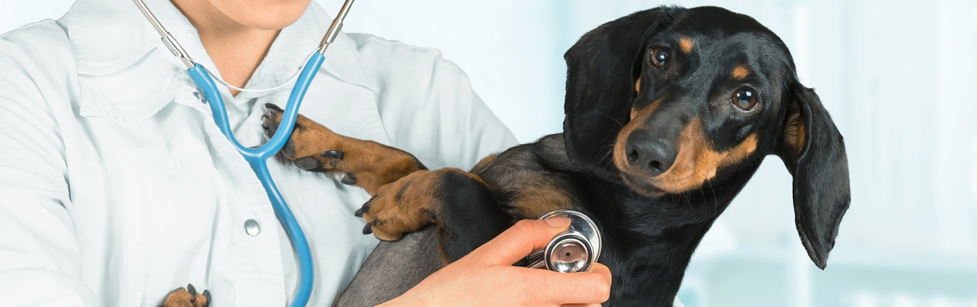 A Guide to Lumps and Bumps on Your Pet