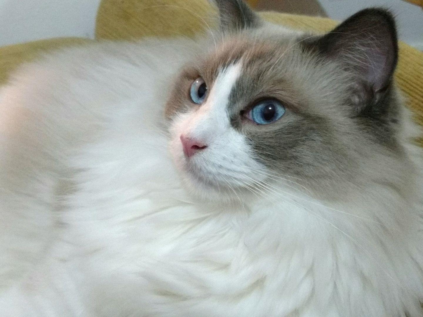 Ragdoll