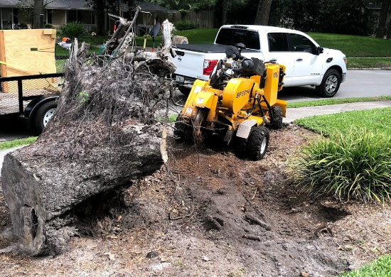 Local Stump Grinding Near Jacksonville Florida | Tree Removal