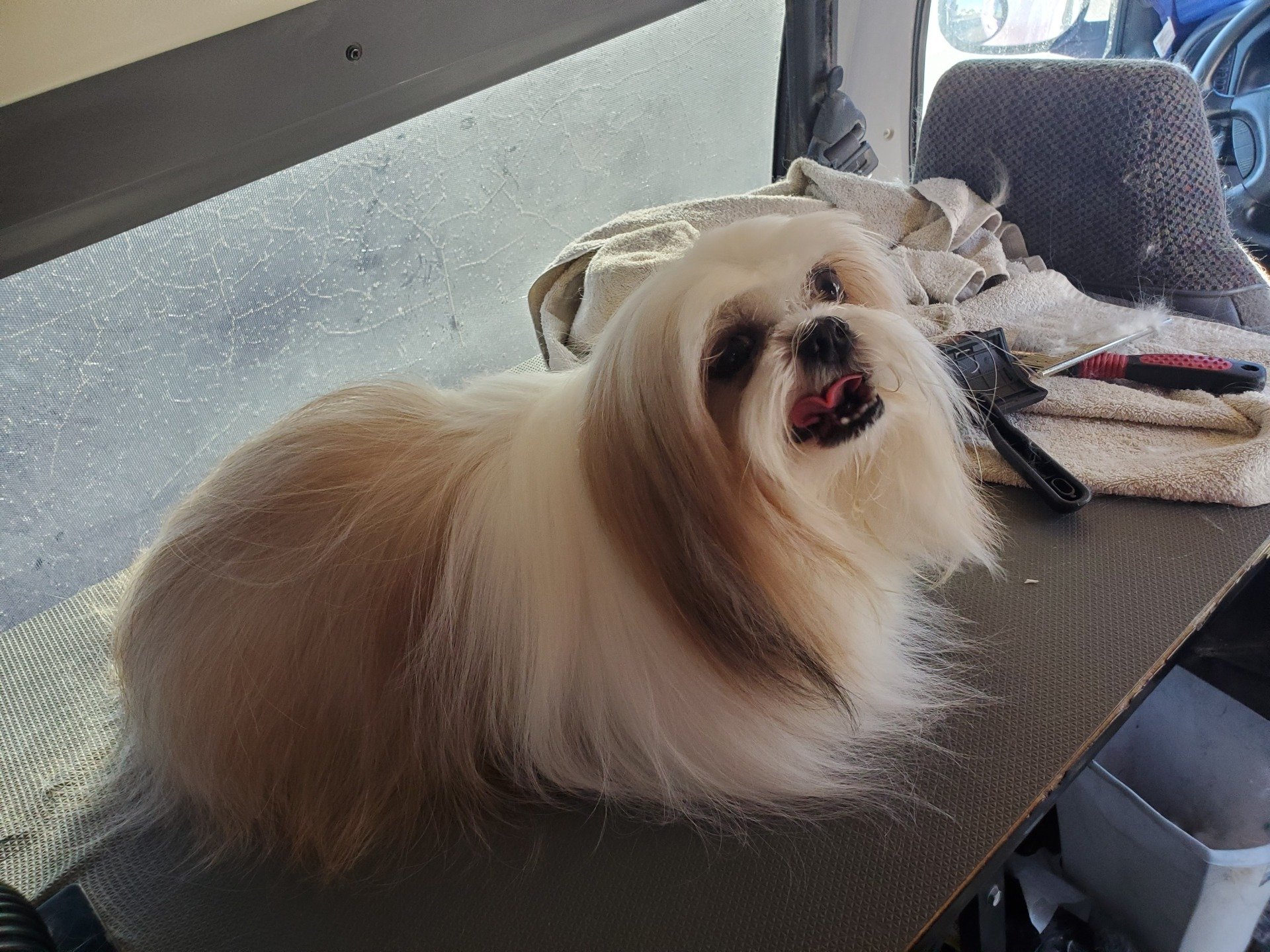 Fresh & Clean Pets Apache Junction, AZ Dashing Groomer