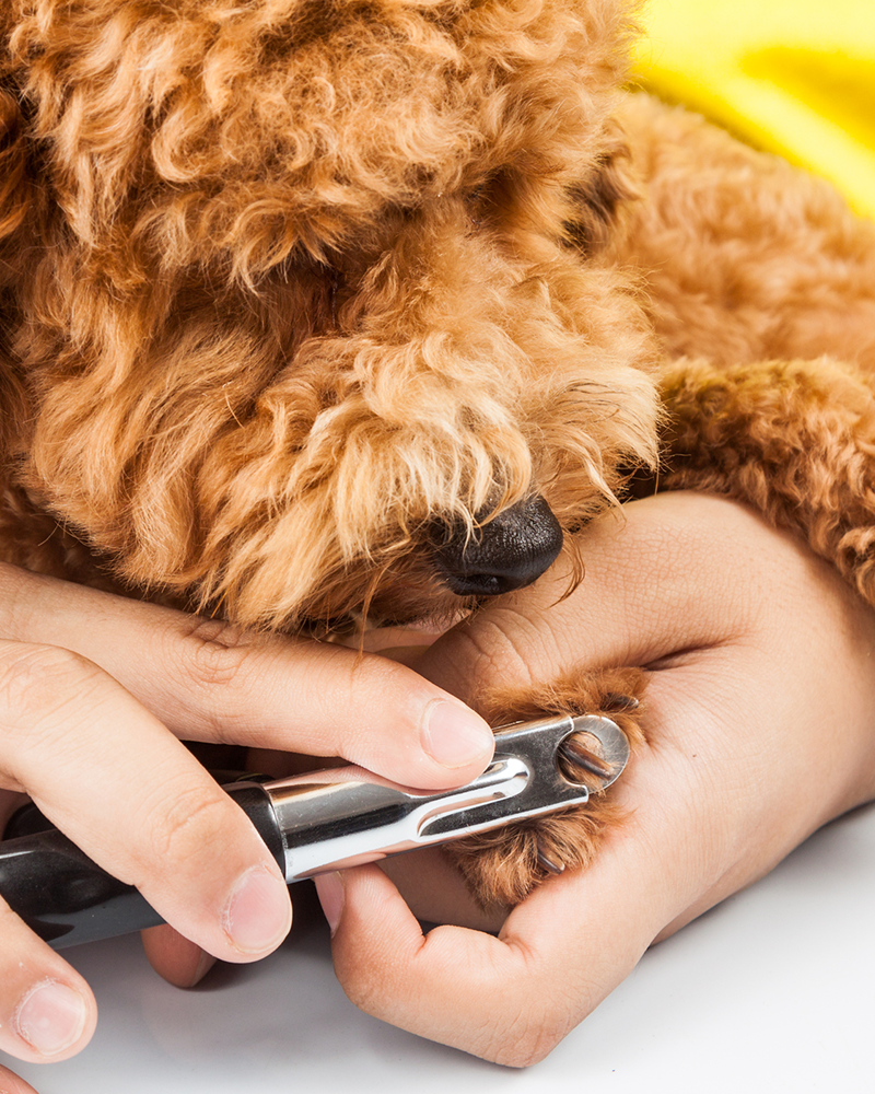 Dog & Cat Hair Cuts Apache Junction, AZ Dashing Groomer