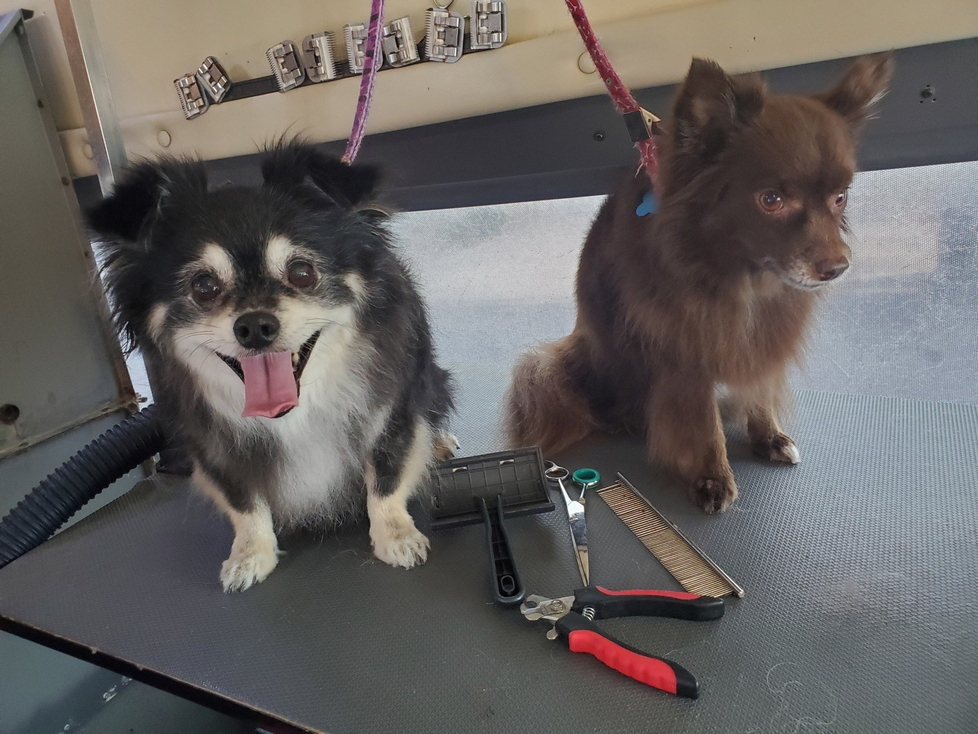Pet Groomer Reviews Apache Junction, AZ Dashing Groomer