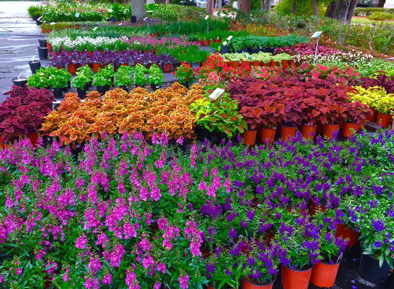 Holiday’s Nursery & Landscaping Jacksonville, FL Home