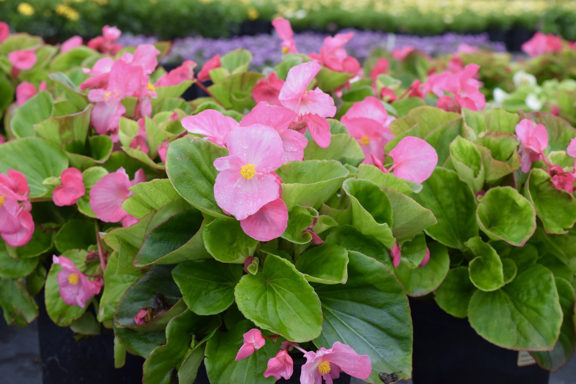 Holiday’s Nursery & Landscaping Jacksonville, FL Nursery