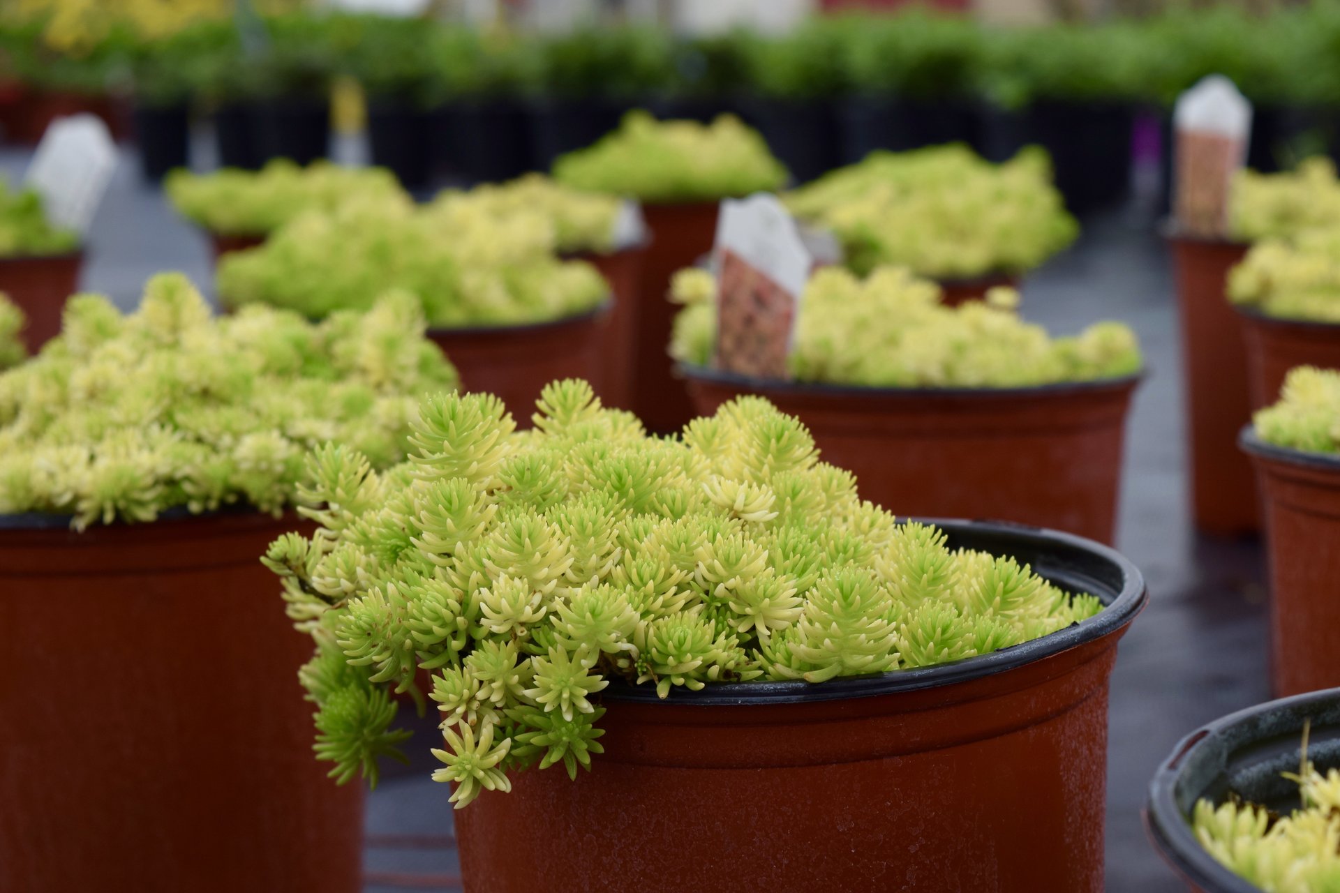 Holiday’s Nursery & Landscaping Jacksonville, FL Nursery