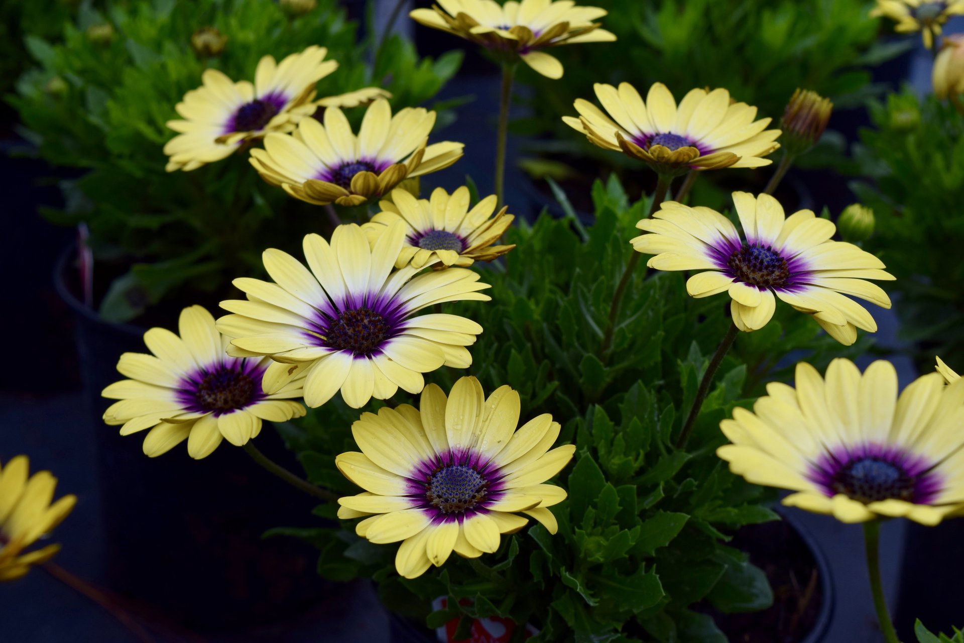 Holiday’s Nursery & Landscaping Jacksonville, FL Nursery