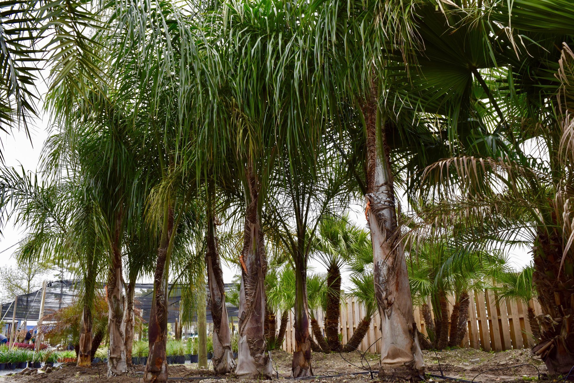 Holiday’s Nursery & Landscaping Jacksonville, FL Nursery