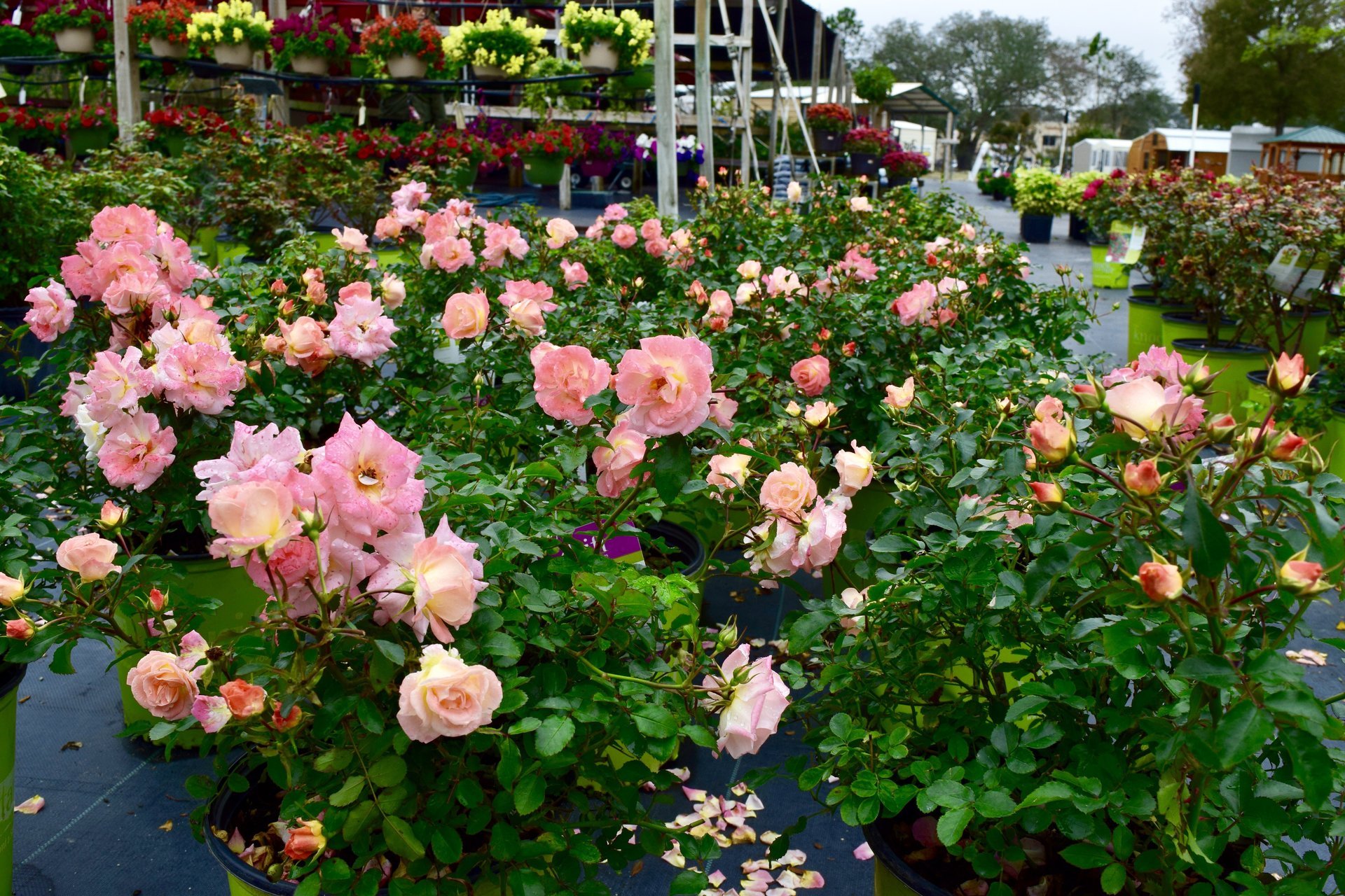 Holiday’s Nursery & Landscaping Jacksonville, FL Nursery