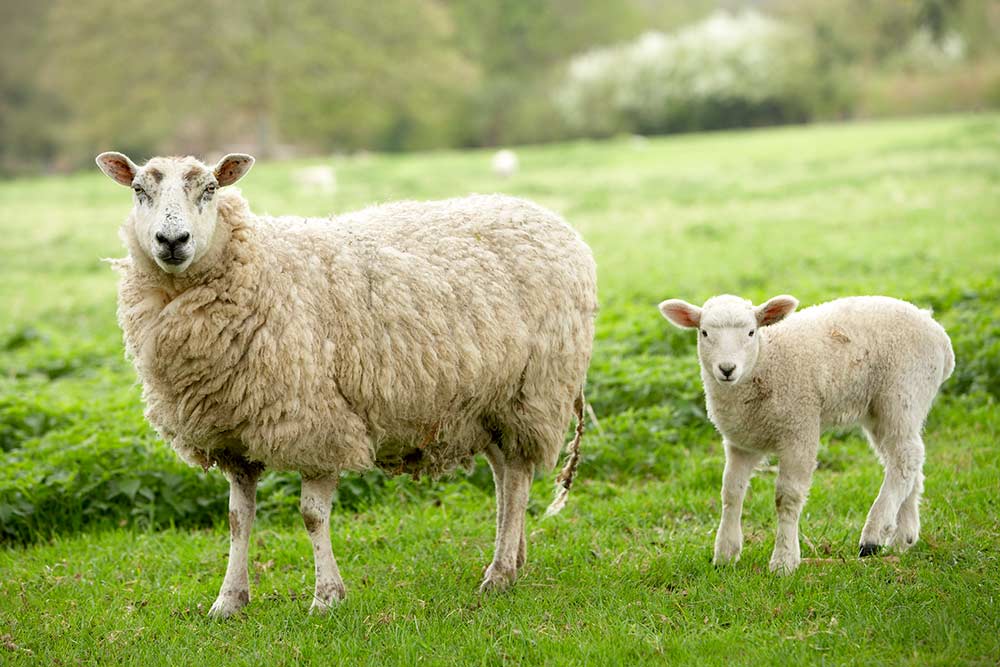 mother sheep