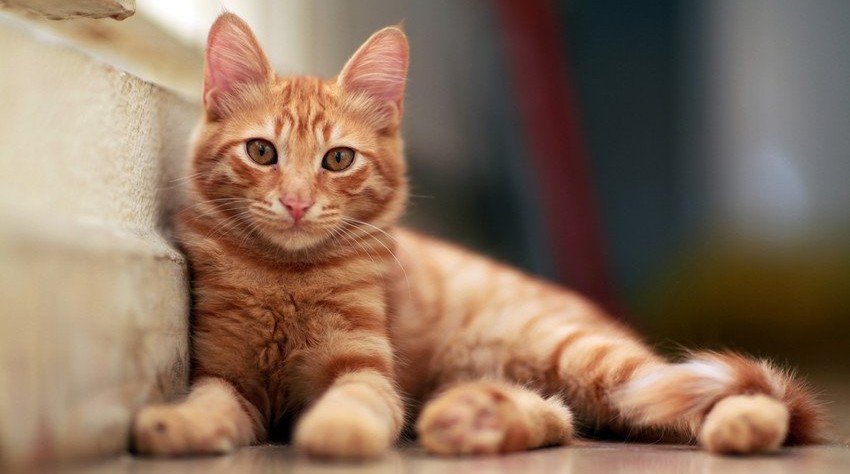 Local cattery | Foxgloves Boarding Cattery