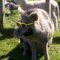 farm pig wearing yellow frame glasses