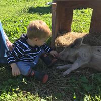 Young boy playing with a pet farm animal