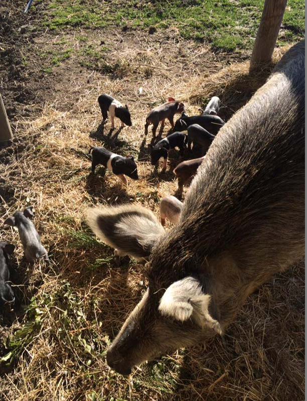 Animal grazing on dried hay