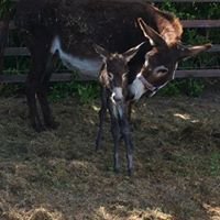 View of a donkey at the farm