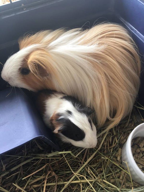 furry rabbit at funky farm