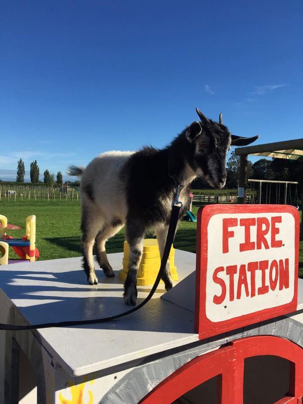Sheep standing on a platform with fire station signage