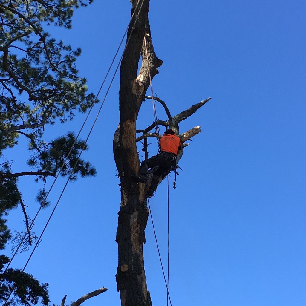 Best tree services in Ballarat