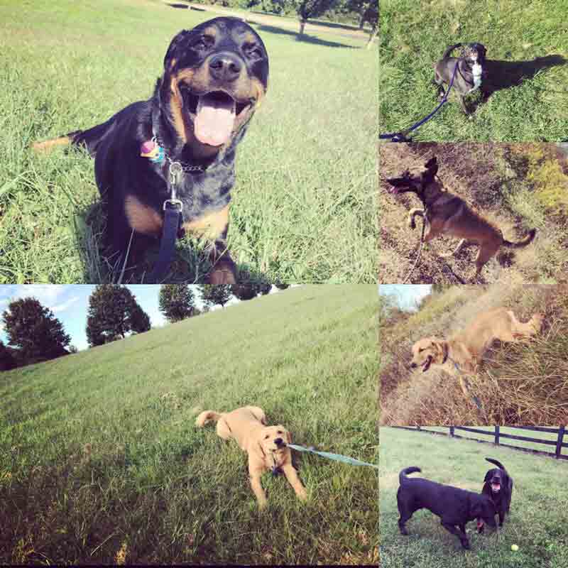 Top Dog Boarding & Daycare Near Lexington, KY