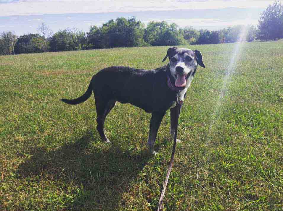 Dog Daycare Nicholasville, KY Wildcat Country Dog Retreat