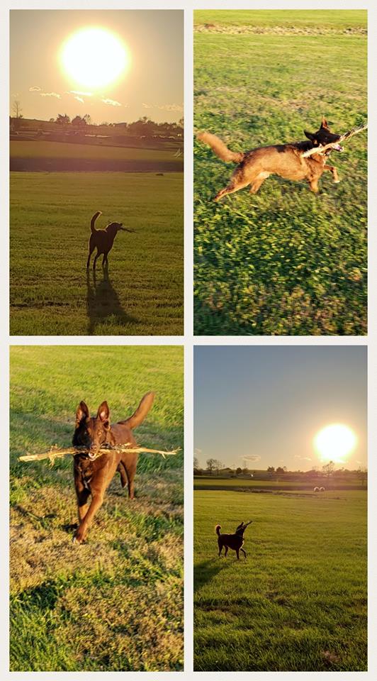 Doggie Daycare Versailles, KY Wildcat Country Dog Retreat