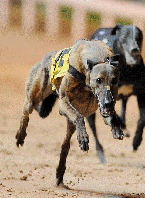 Grangeview Ten Greyhound