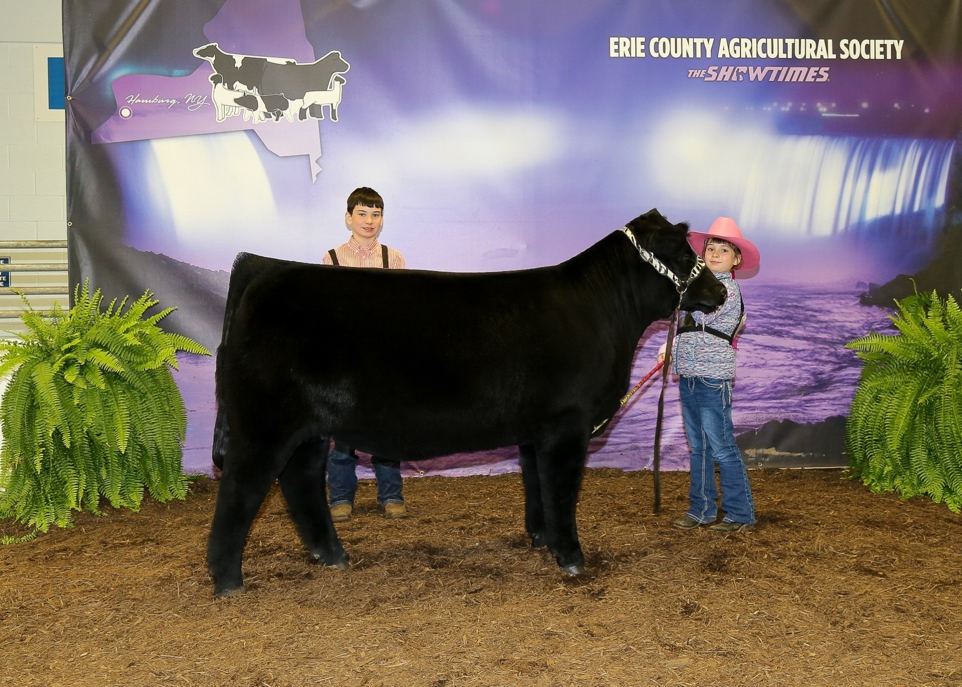Show Steers, Show Heifers Shane Show Cattle, OH