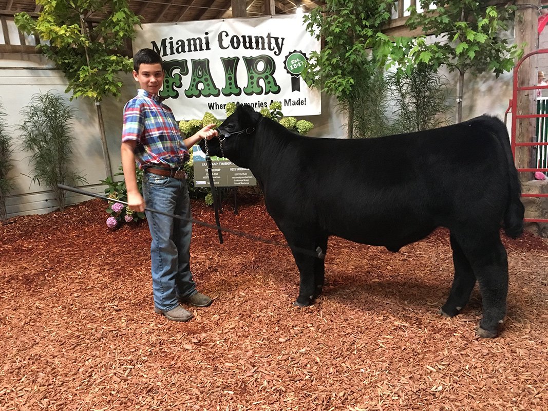 Show Steers, Show Heifers Shane Show Cattle, OH