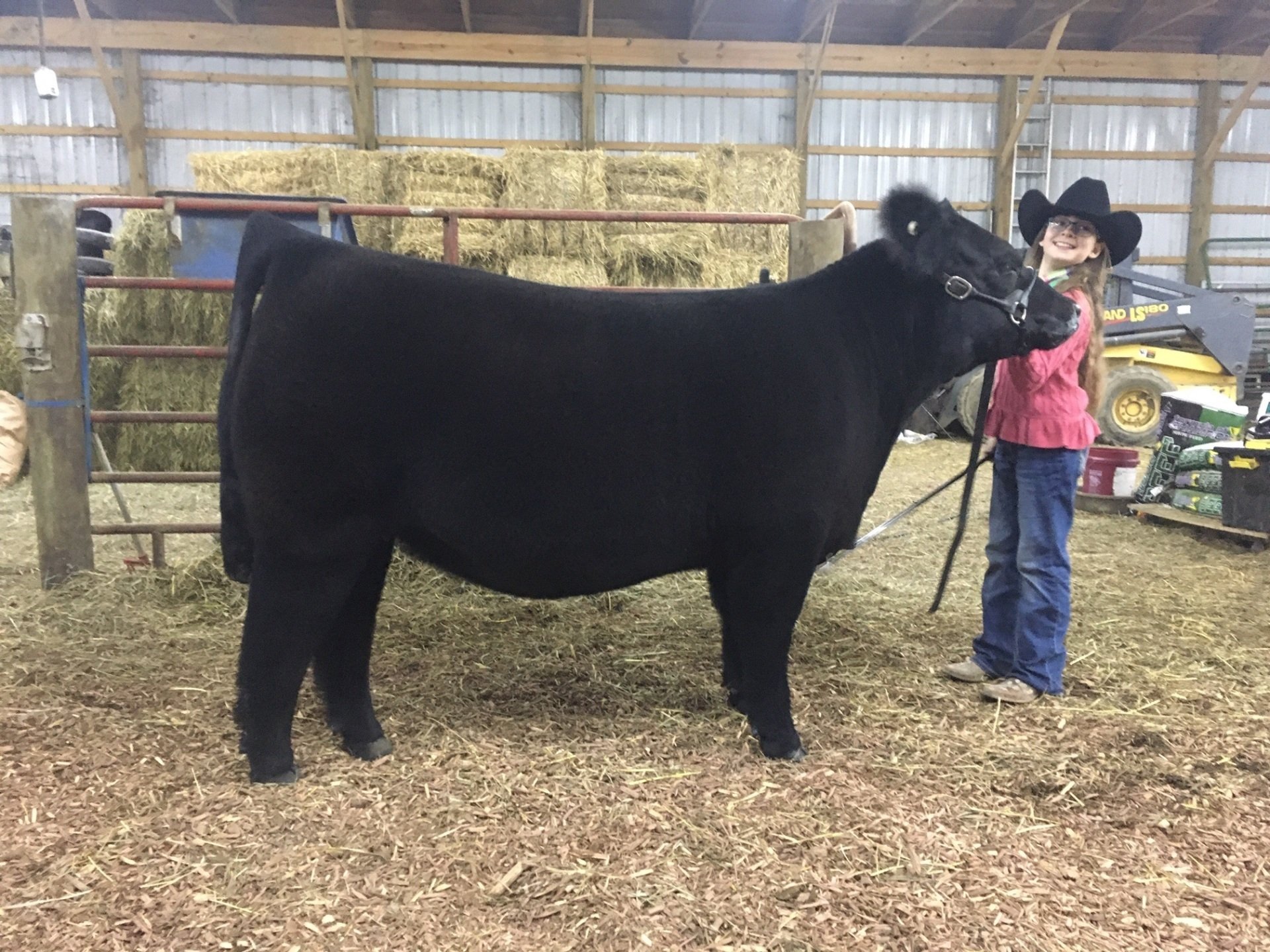 Show Steers, Show Heifers Shane Show Cattle, OH