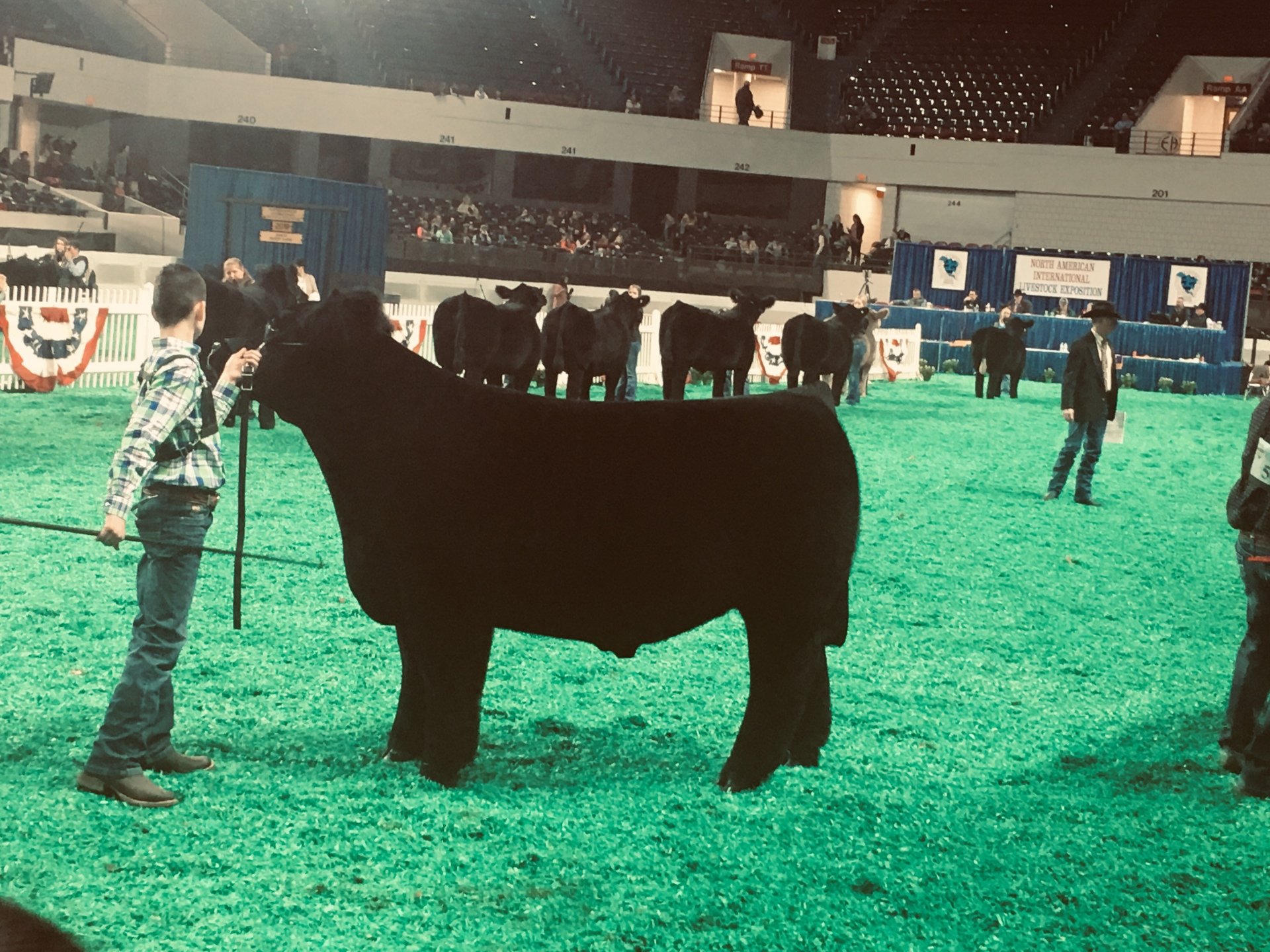 Show Steers, Show Heifers Shane Show Cattle, OH