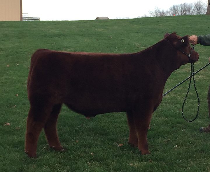 Show Steers, Show Heifers Shane Show Cattle, OH