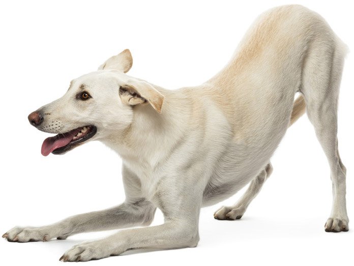 Boarding kennels and cattery Animal Paradise