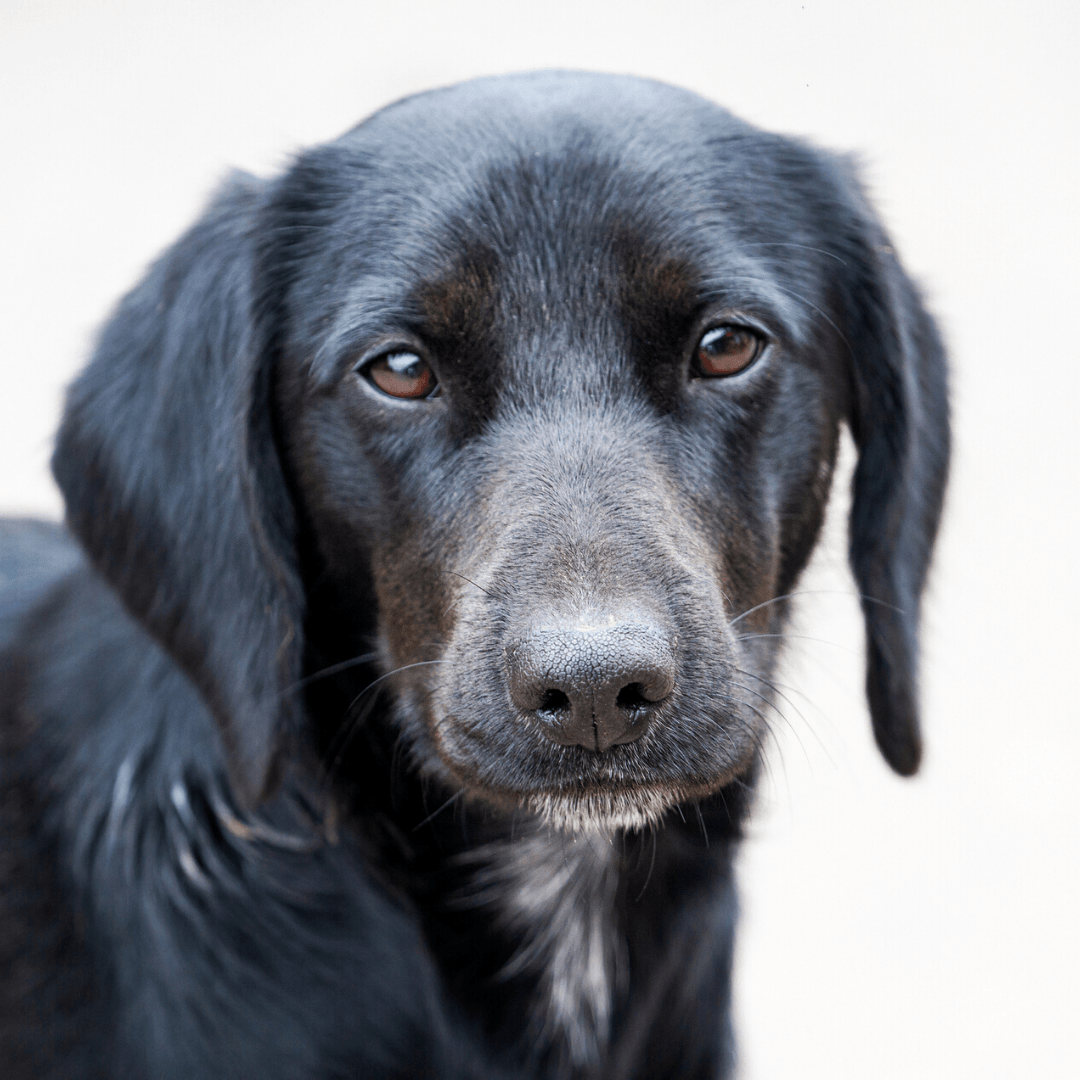 University Animal Hospital Greensboro, NC Local Veterinary