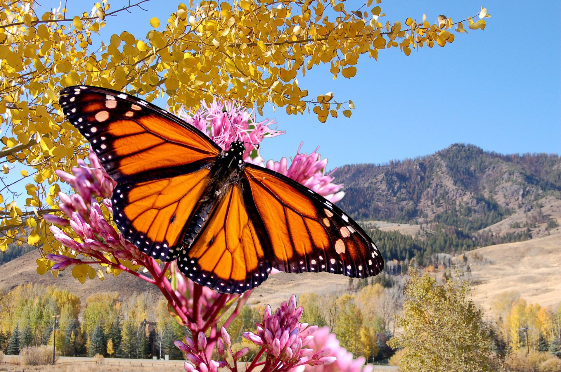 Property Management & Cleaning Business Ketchum ID