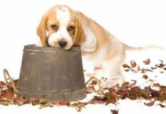 cost of beagle puppies price of a beagle how much a beagle puppy costs cost of beagle puppies price of a beagle how much a beagle puppy costs