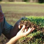 Australian_lawn_square_nigel_sir_walter_close