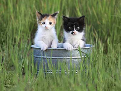 Autumn_lawn_care__0000_long grass kittens