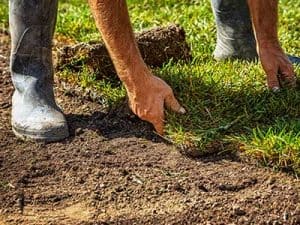 Buying_turf_in_warm_weather__0001_Laying turf