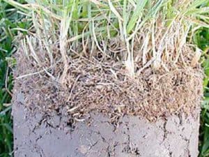 turf tips dethatching what is thatch