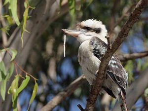 Extreme_weather_lawn_care_landscape-Kookaburra-worm