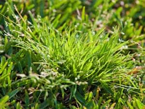 Fighting_winter_weeds__0001_Winter grass