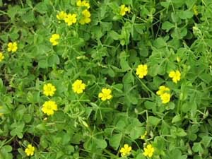 Fighting_winter_weeds__0002_Creeping oxalis