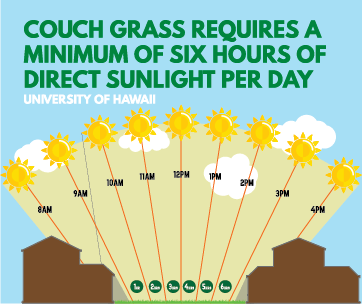 Fit_for_purpose_turf_Couch_sunlight_big
