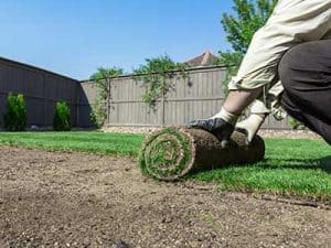 Head_start_on_Spring_Laying_turf