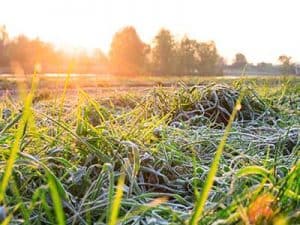 LAwn-winter-colour-cheat__0002_Frost