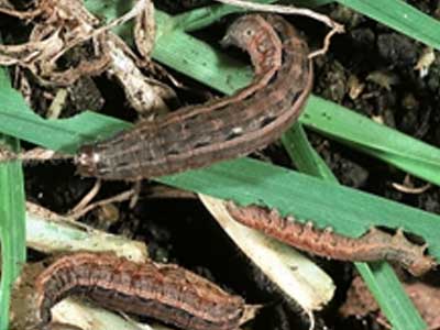 Lawn_grubs_or_dry_patches__0000_Grubs