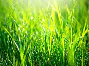 NPK__0001_Grass leaf