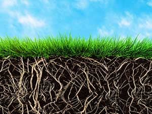 NPK__0002_Grass roots