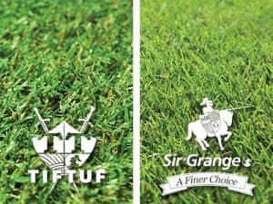 New_grass_varieties__0000_Tiftuf_SirGrange