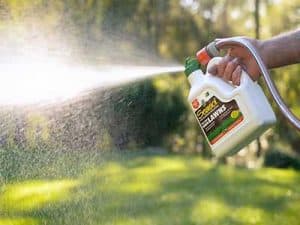 Post-holiday_lawn_care__0000_Seasol